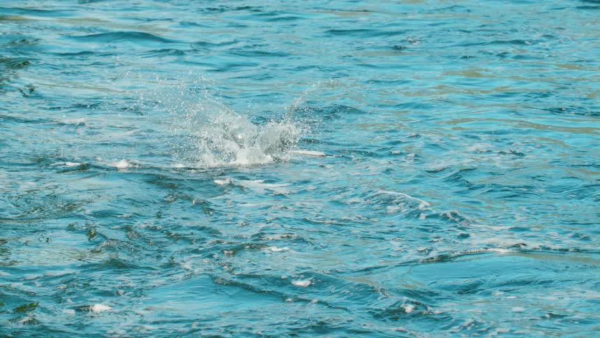 A fish jumping out of the water