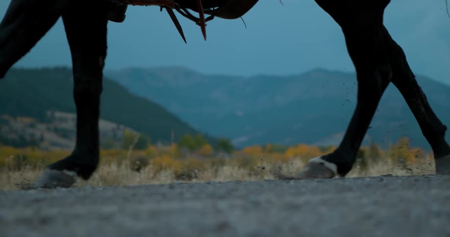 A horse's legs and hooves as it runs on a trail