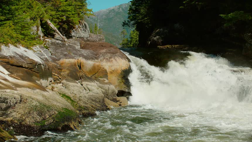 A bear stands next to a gushing river in the wilderness