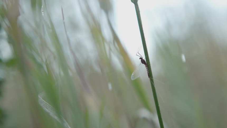 A winged bug stands on a plant stem in the rain