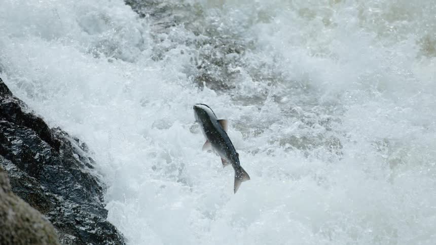 A fish jumping up a waterfall