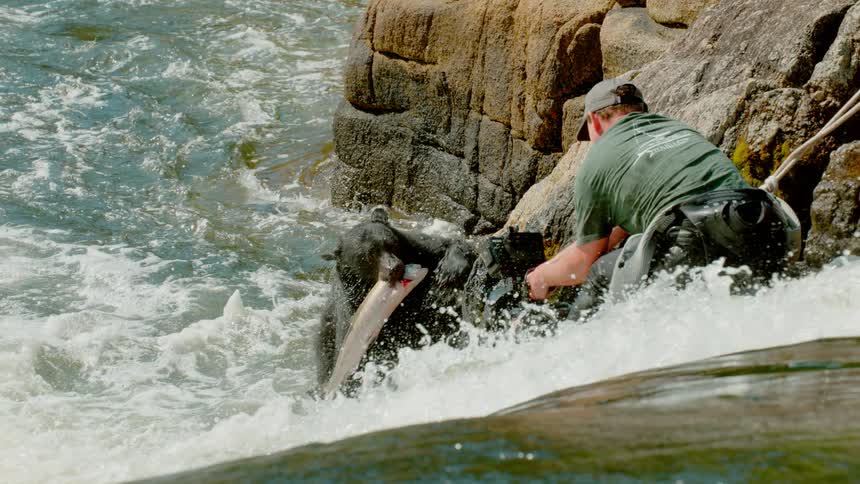 A man films a bear catching a fish in a gushing river