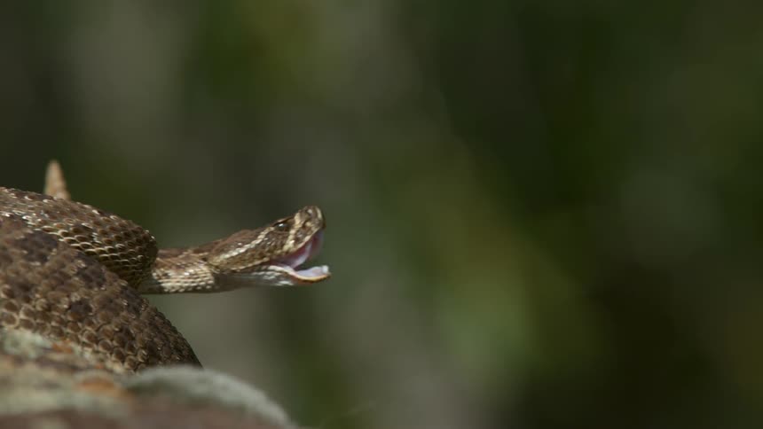 A rattlesnake opens its mouth and strikes