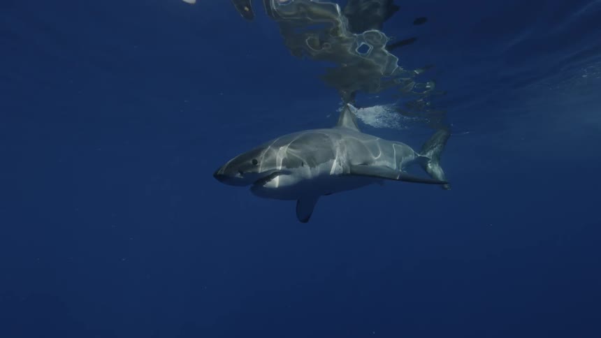 A shark swims toward bait which is pulled away