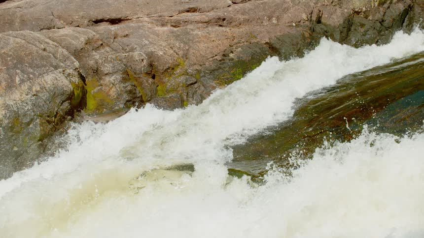 A fish jumps upstream in a gushing river