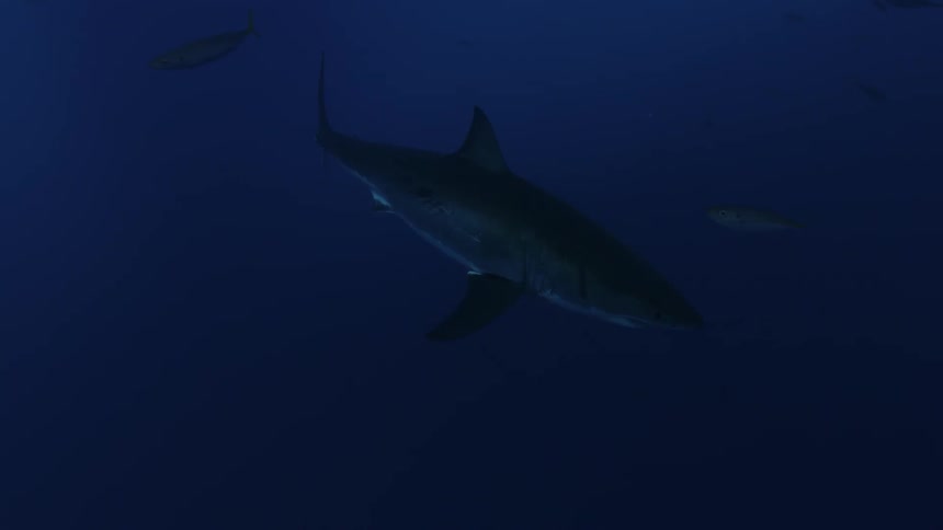 Shark swims in dark water