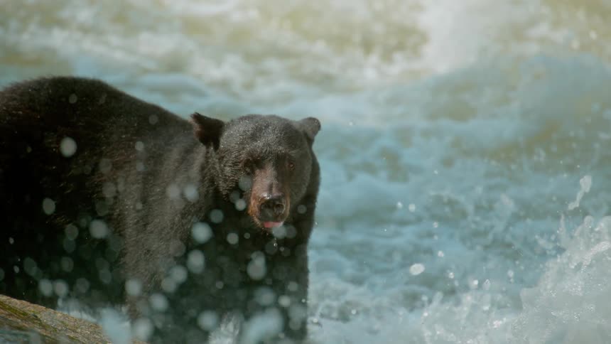 Bear stands in the river hunting for fish