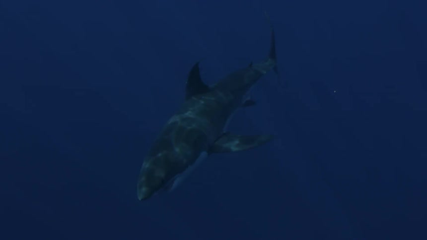 A great white shark swims in the ocean