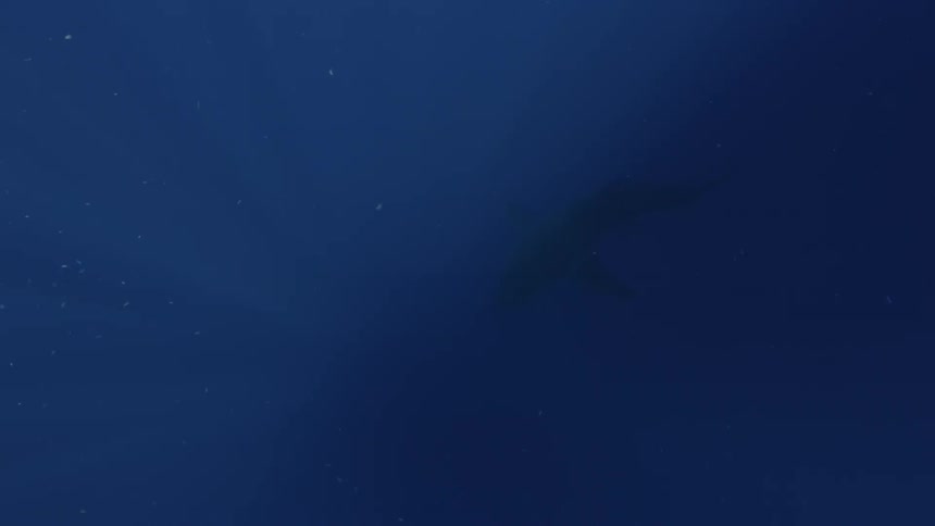 A shark swims in the ocean