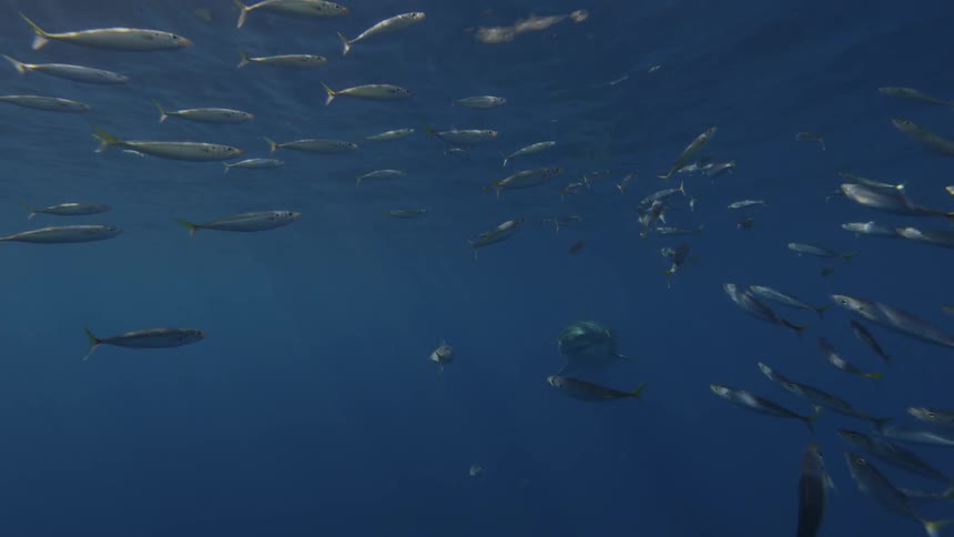 School of fish swim near the surface