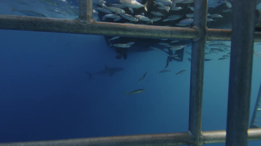 Fish are seen from a shark cage in the ocean