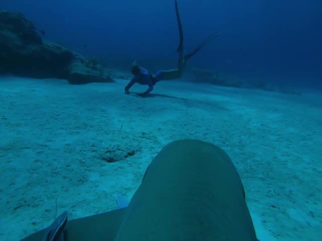 Shark swims near the ocean floor towards a diver