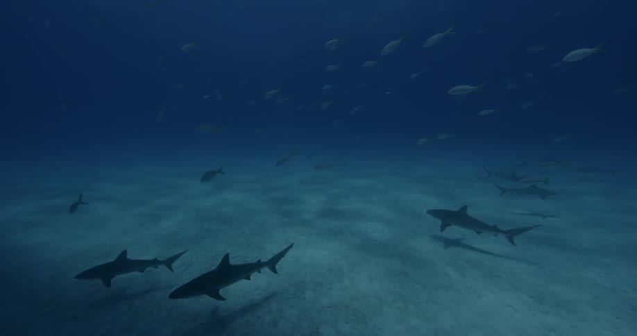 Sharks swim near the ocean floor