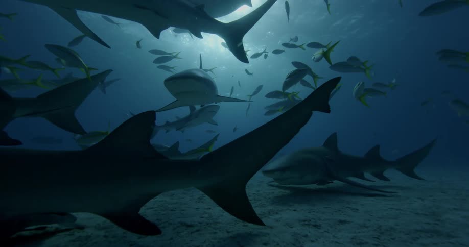 Schools of fish and sharks swim in shallow ocean waters during the day