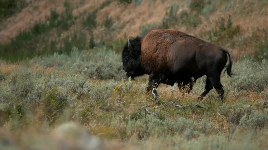 Buffalo charges through tall grass