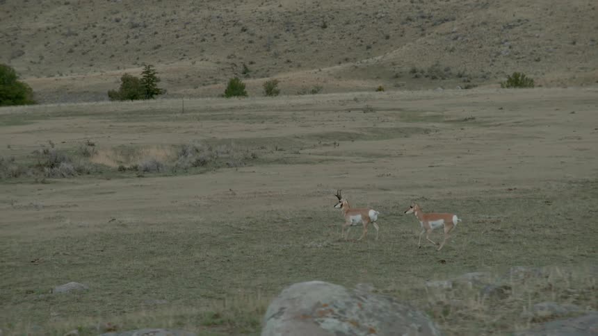 Two antelope run across grassy plains