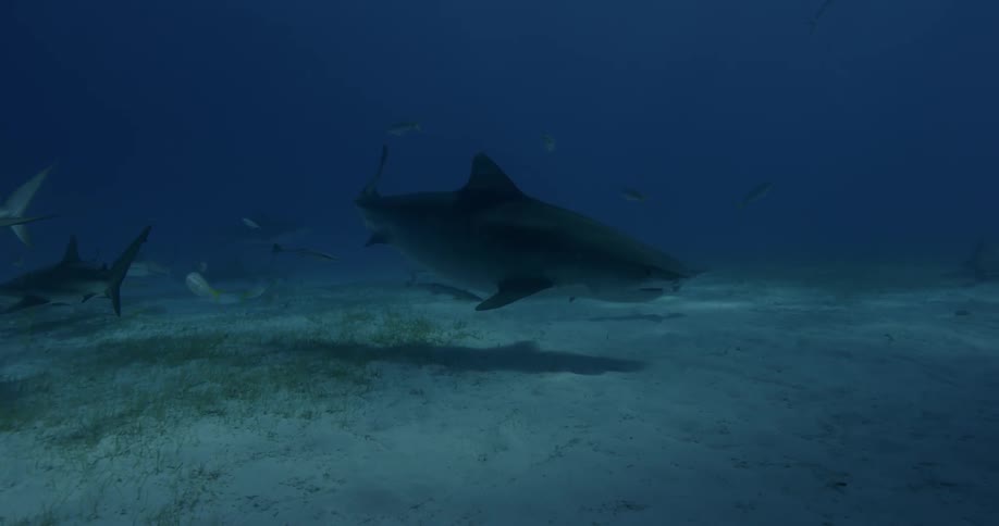 Sharks are swimming near the ocean's floor