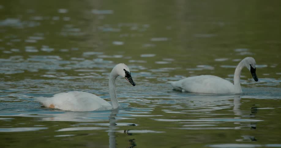 Two swans floating in a pond