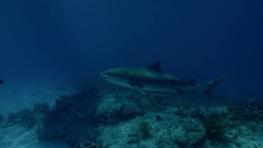 A shark swims slowly
