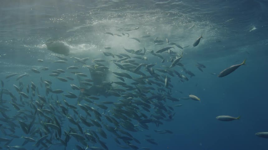 Sharks and fish swim near the ocean surface