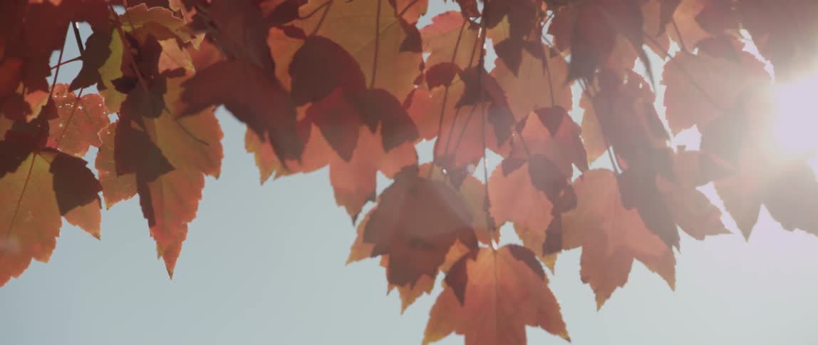 View of some autumn leaves hanging under the sun