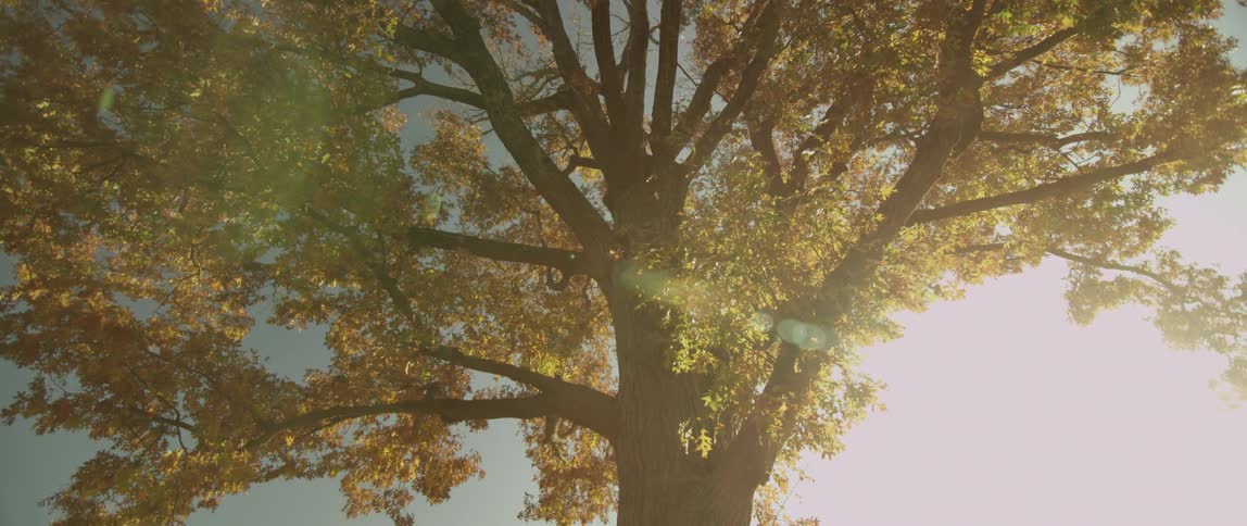 View of the top of a large tree on a cloudy day