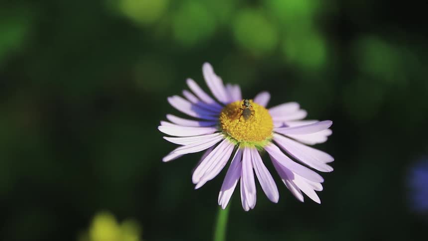 A bug stands on the yellow center of a daisy