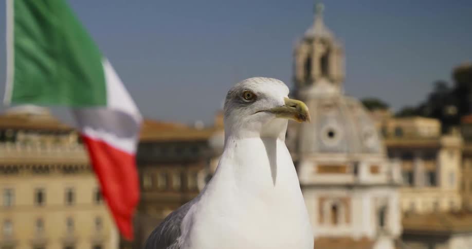 Seagull looking around with flag waving behind it