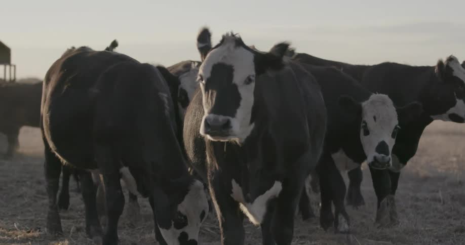 Cows stand in a rural field