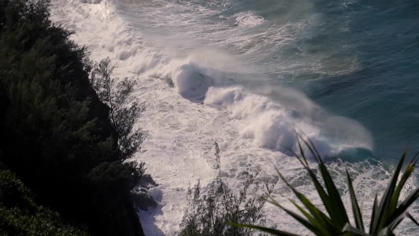 Waves roll onto a forested beach