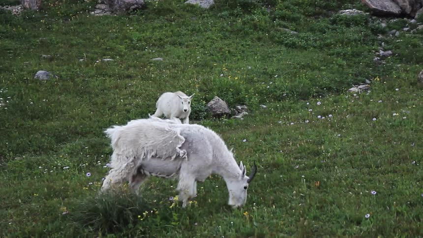 Two goats are walking and grazing on a hillside