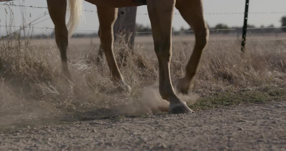 A horse kicks up dust while walking in a pasture