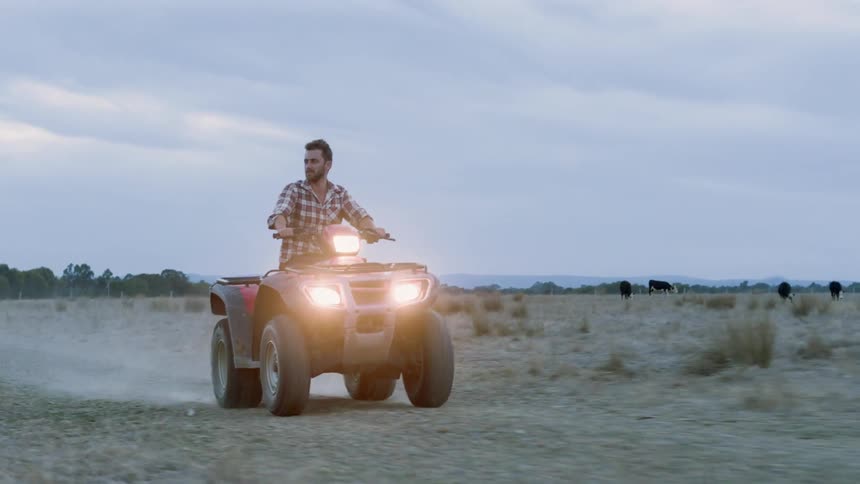 A man rides a four wheeler near cows in a rural field