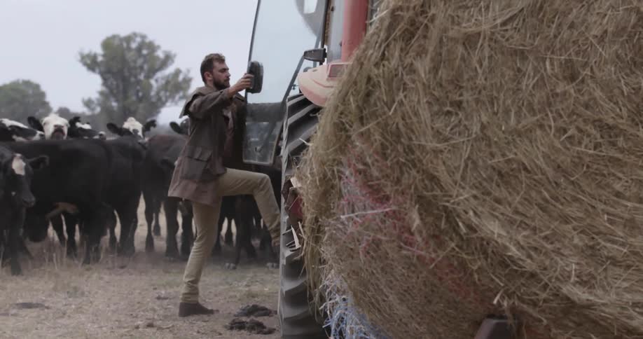 A man enters a tractor near a herd of cattle