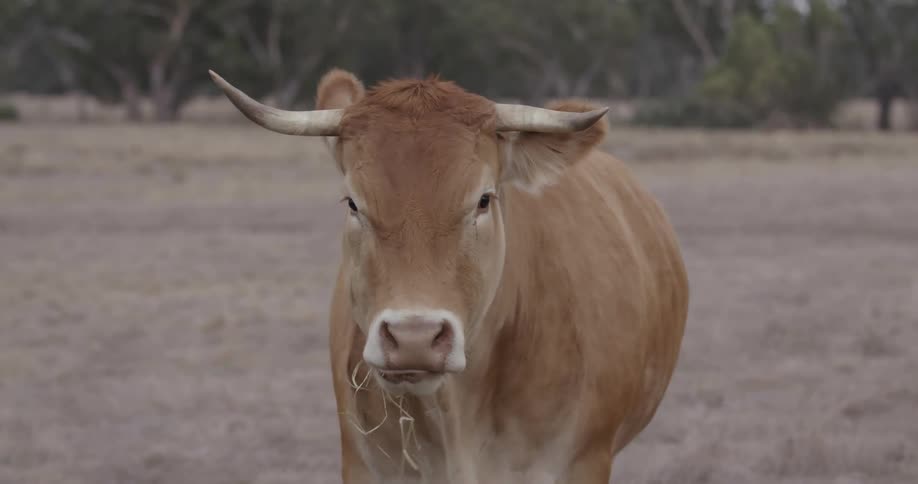 A cow chews grass in a rural field
