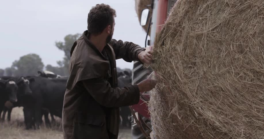 Man rolling hay into bales with cattle in the background