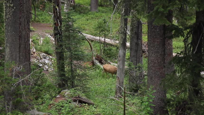 Deer walks through the woods
