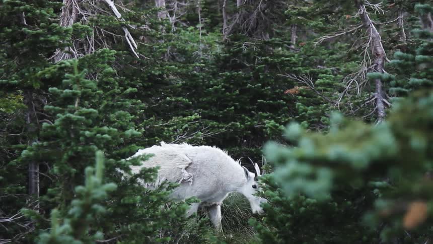 A white goat with horns walks in the forest