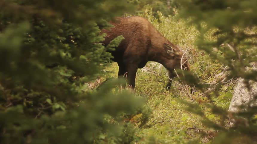 A moose grazes in a forest