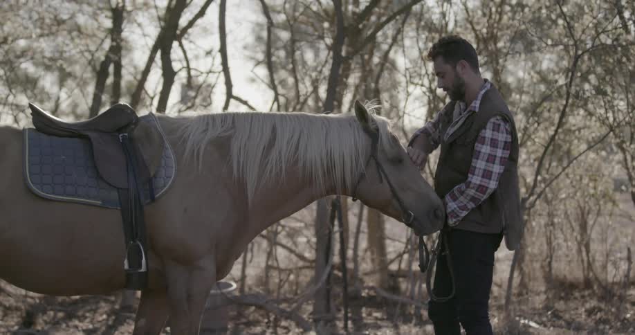 A man pets and scratches a horses nose and face