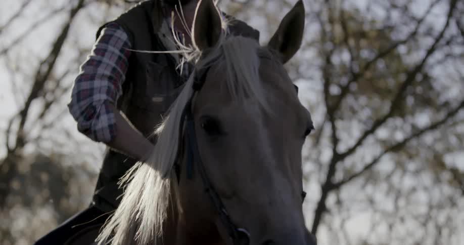 A man pets his horse