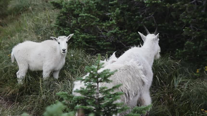 Goats eating flowers