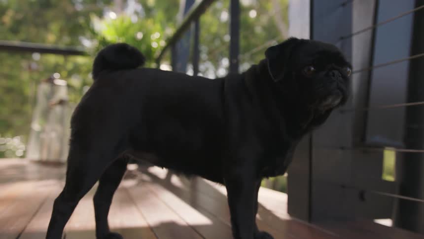 A pug stands on a sundeck