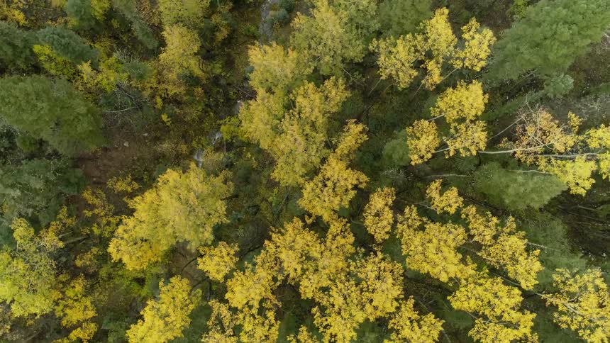 Tree tops and leaves of a forest canopy