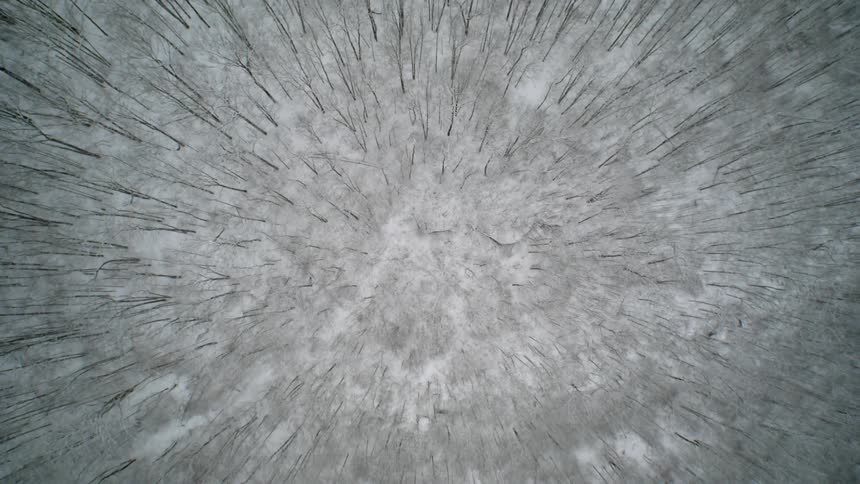 Snow covers a bare forest ground in the winter