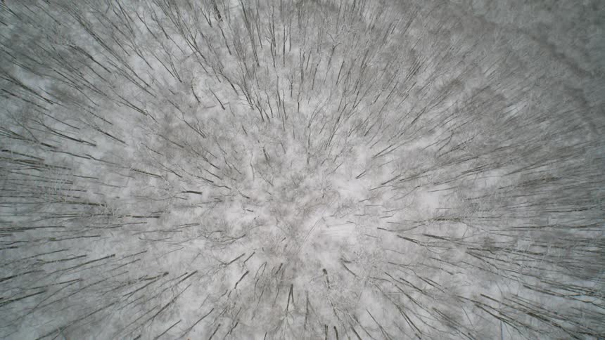A snowy forest