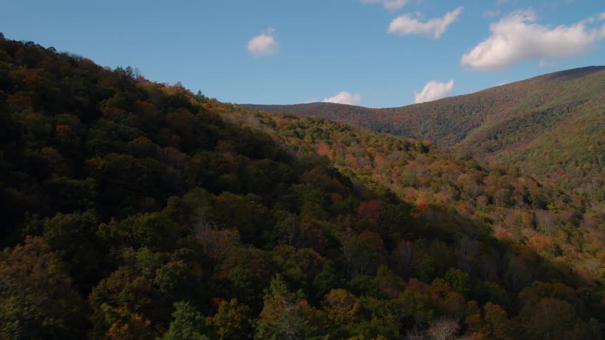 Colorful autumn trees in forest on mostly clear day