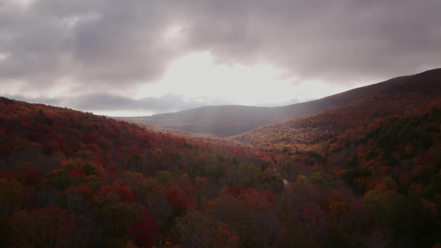 An autumn forest