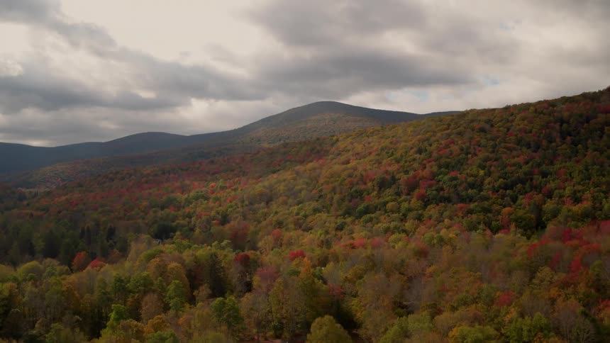 A fall colored forest