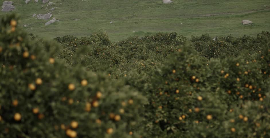 Bushes with small fruit on them
